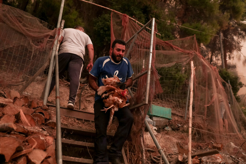 Καταστροφή στην Εύβοια – Σταμούλος: 1000 καμένα σπίτια στον Δήμο Μαντουδίου