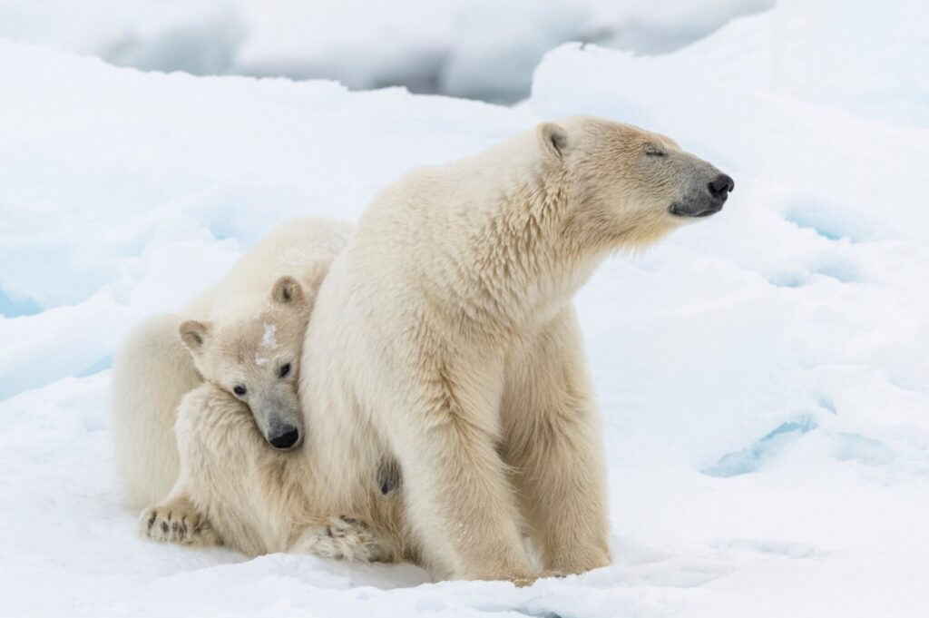 FROZEN PLANET II: H συναρπαστική σειρά ντοκιμαντέρ του BBC σε Α’ Τηλεοπτική Μετάδοση, στον ΣΚΑΪ